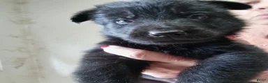 German Shepherd 3
