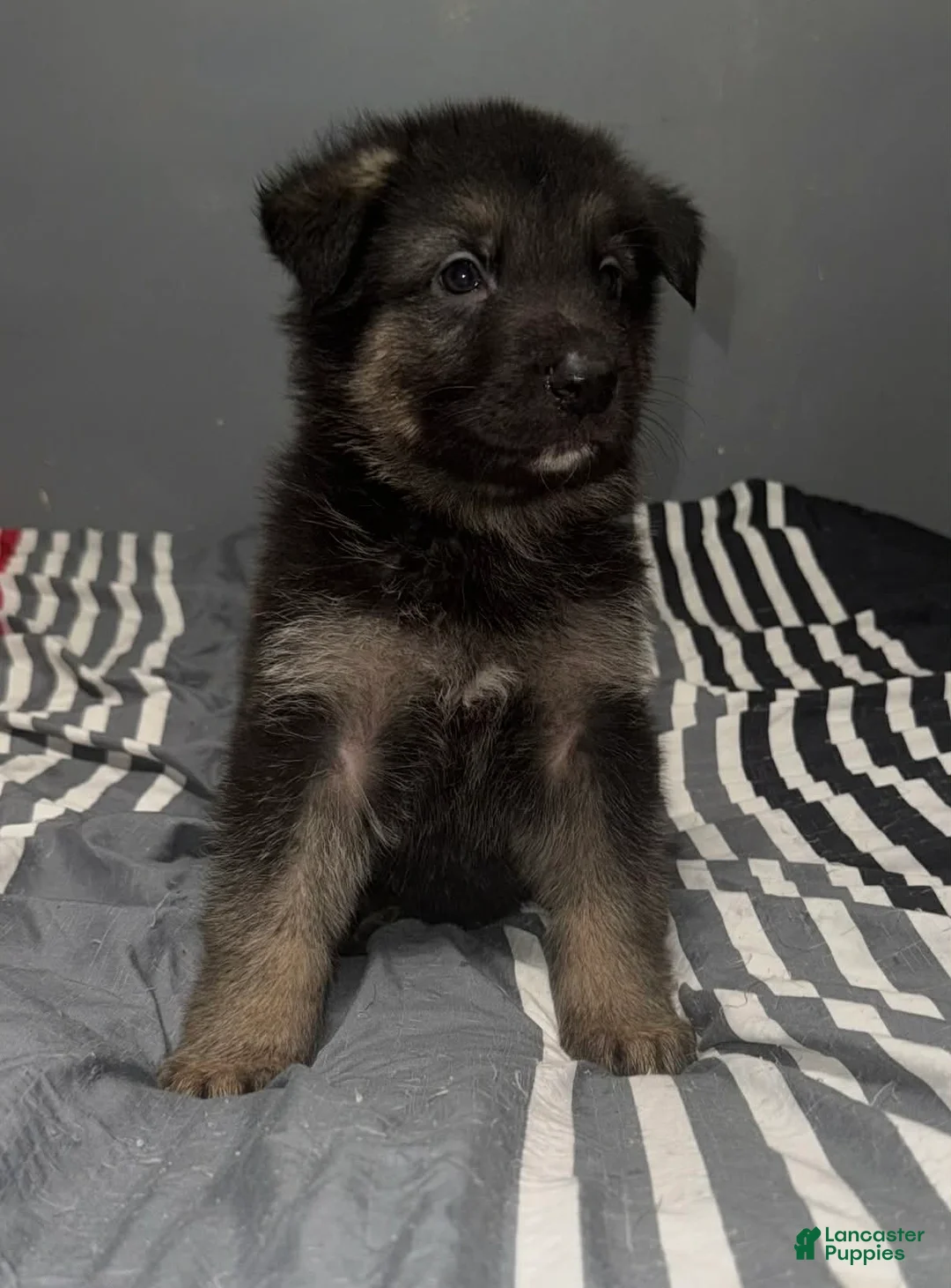 German Shepherd dogs for sale: Griswold - Ad 1
