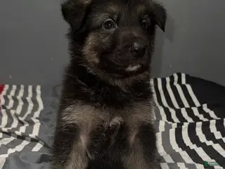 German Shepherd dogs for sale: Griswold - Ad 4