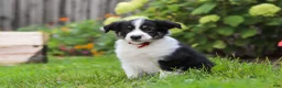 Toy Australian Shepherd dogs for sale: Charles - Ad 5