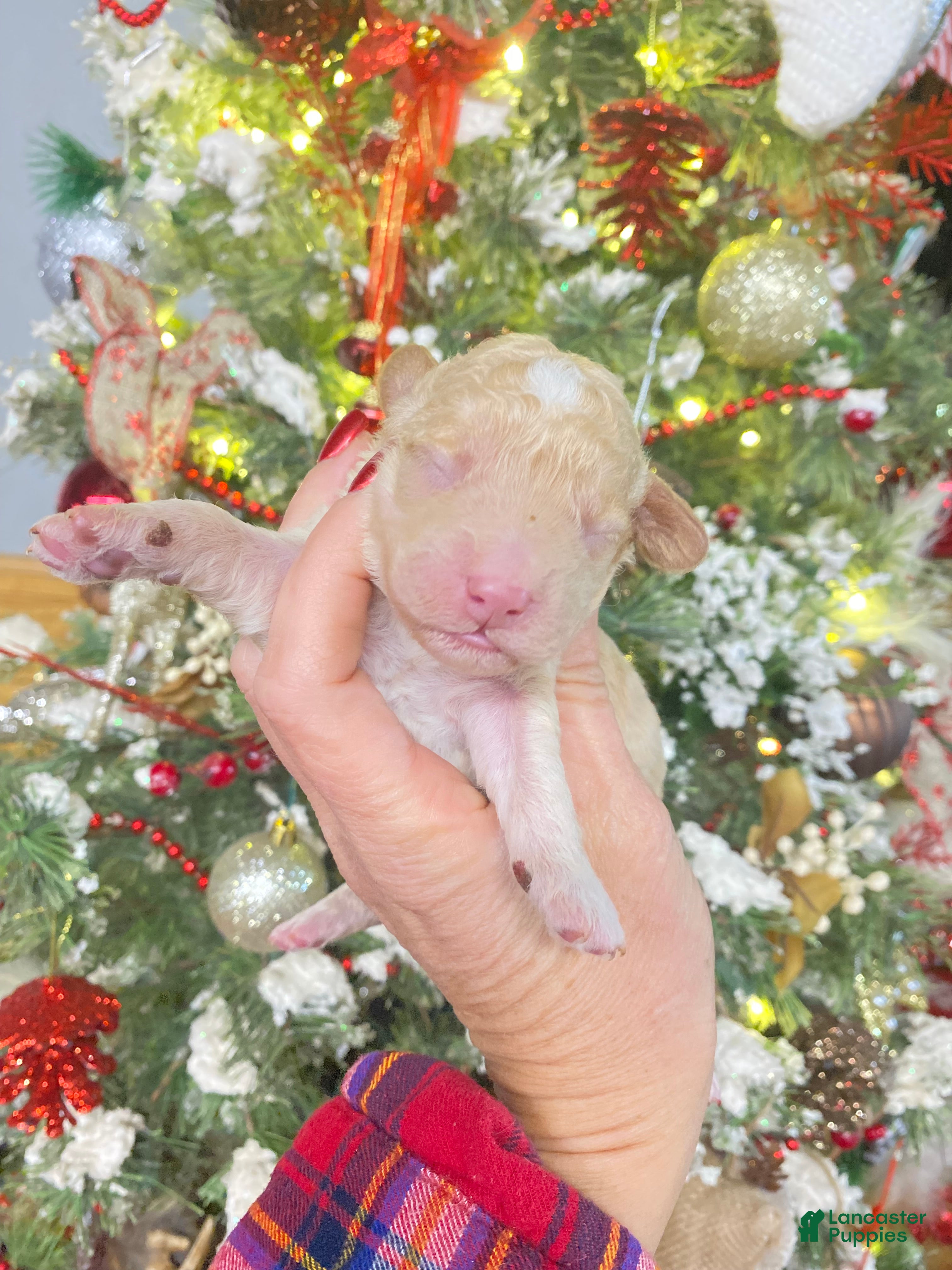 Cockapoo dogs Cockapoo Puppy 1 - Ad 1