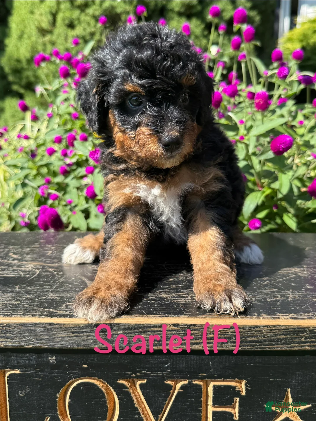 Bernedoodle dogs for sale: Scarlet - Ad 1