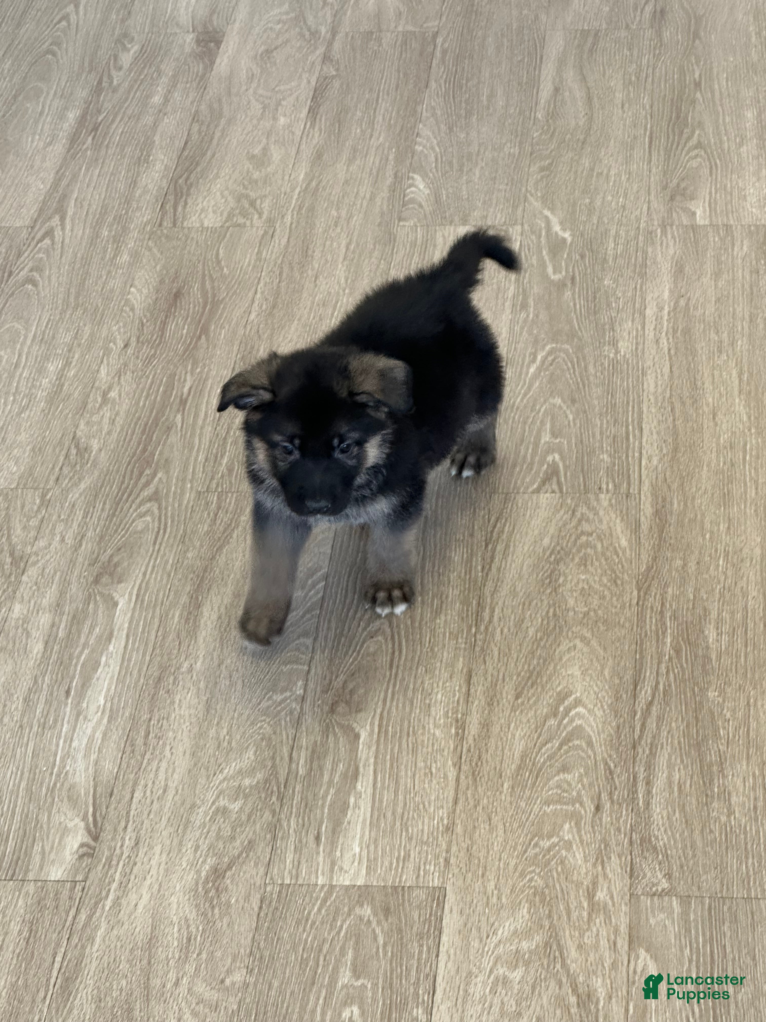 German Shepherd dogs German Shepherd Puppy 4 - Ad 20