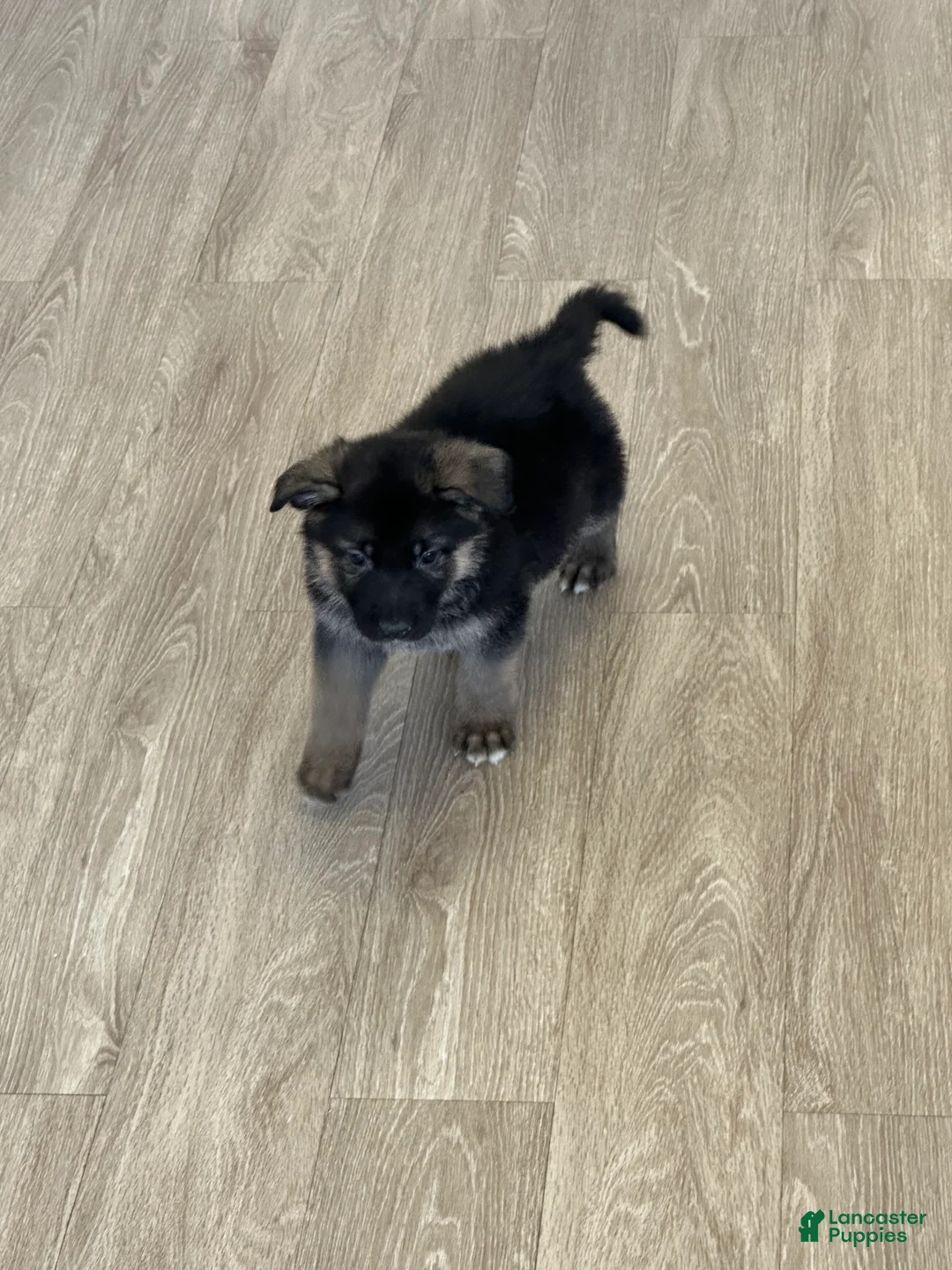 German Shepherd dogs for sale: German Shepherd Puppy 4 - Ad 1