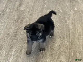 German Shepherd dogs German Shepherd Puppy 4 - Ad 20