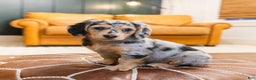 Miniature Dachshund dogs for sale: Max - Ad 2
