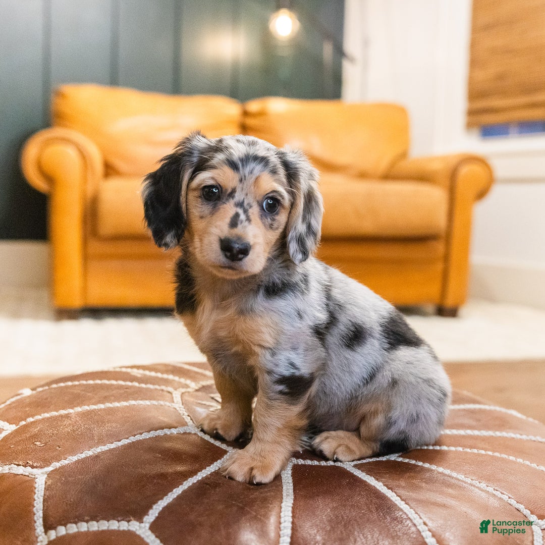 Miniature Dachshund dogs for sale: Max - Ad 2