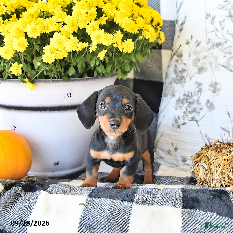 Miniature Dachshund dogs Pumpkin - Ad 1