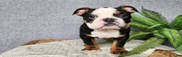 English Bulldog dogs for sale: Easton - Ad 4