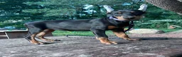 Doberman Pinscher dogs for sale: gemma - Ad 5