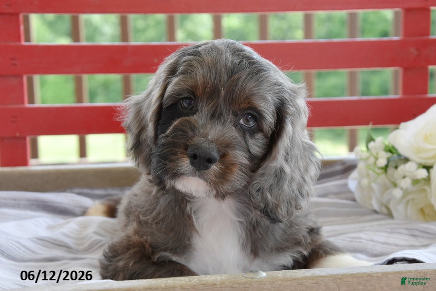 Cockapoo dogs Patches - Ad 2