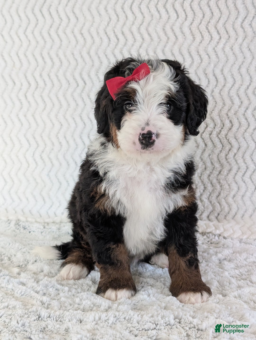 Mini Bernedoodle dogs for sale: Mini Jamie  - Ad 19