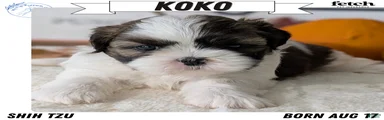 Koko
