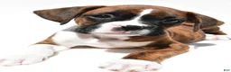 Boxer dogs for sale: Stan - Ad 8