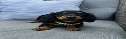 Miniature Dachshund dogs for sale: Lucy - Ad 3
