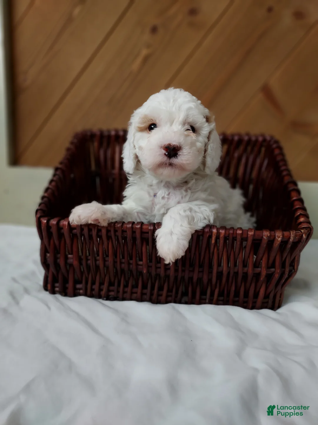 Cavapoo dogs for sale: Tundra - Ad 2