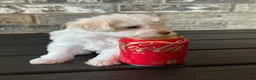 Schnoodle dogs for sale: Tiara - Ad 1