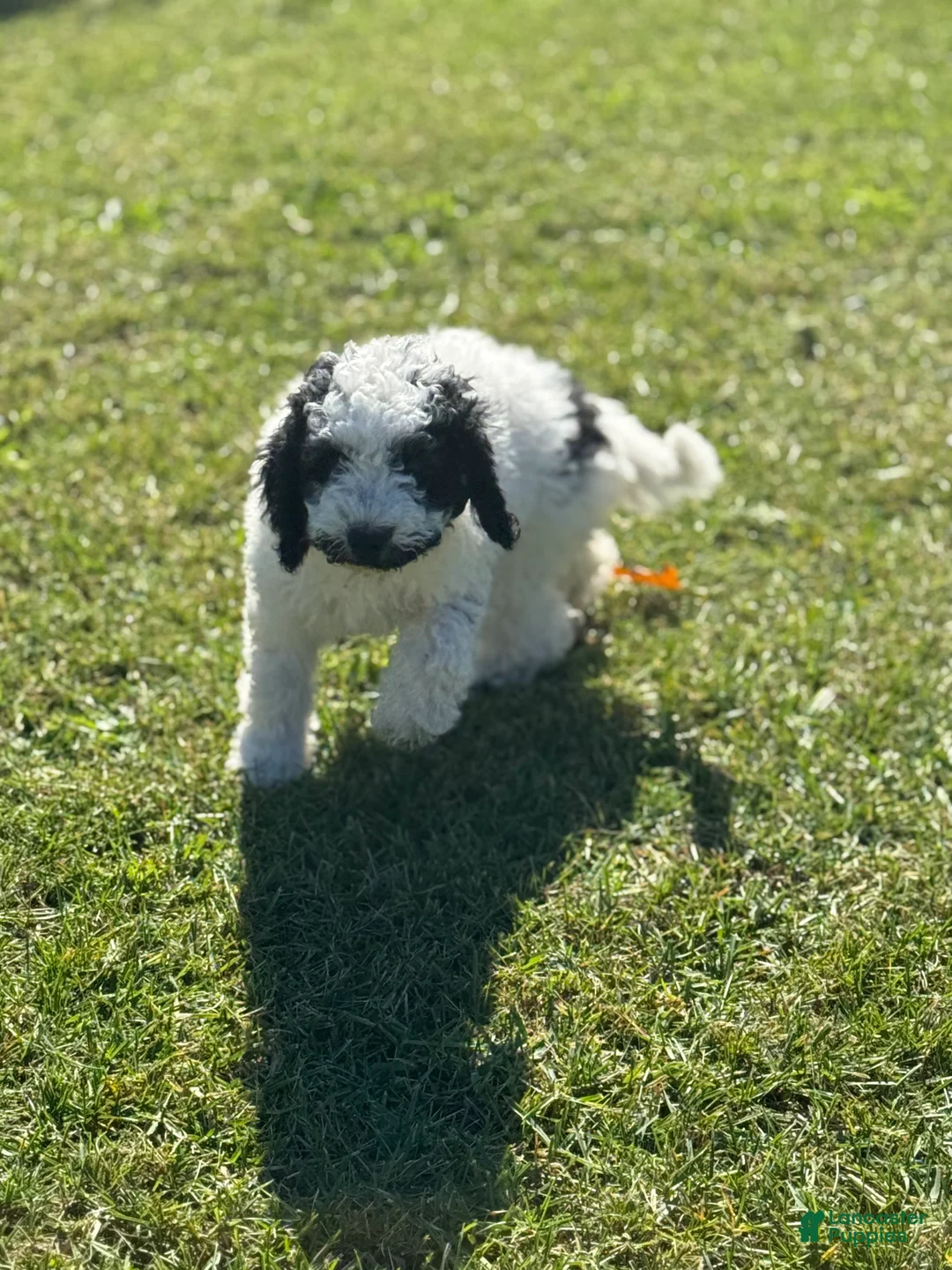 Goldendoodle dogs for sale: Oreo  - Ad 2