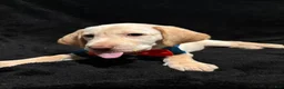 Labrador Retriever dogs for sale: Goofy (yellow)  - Ad 5