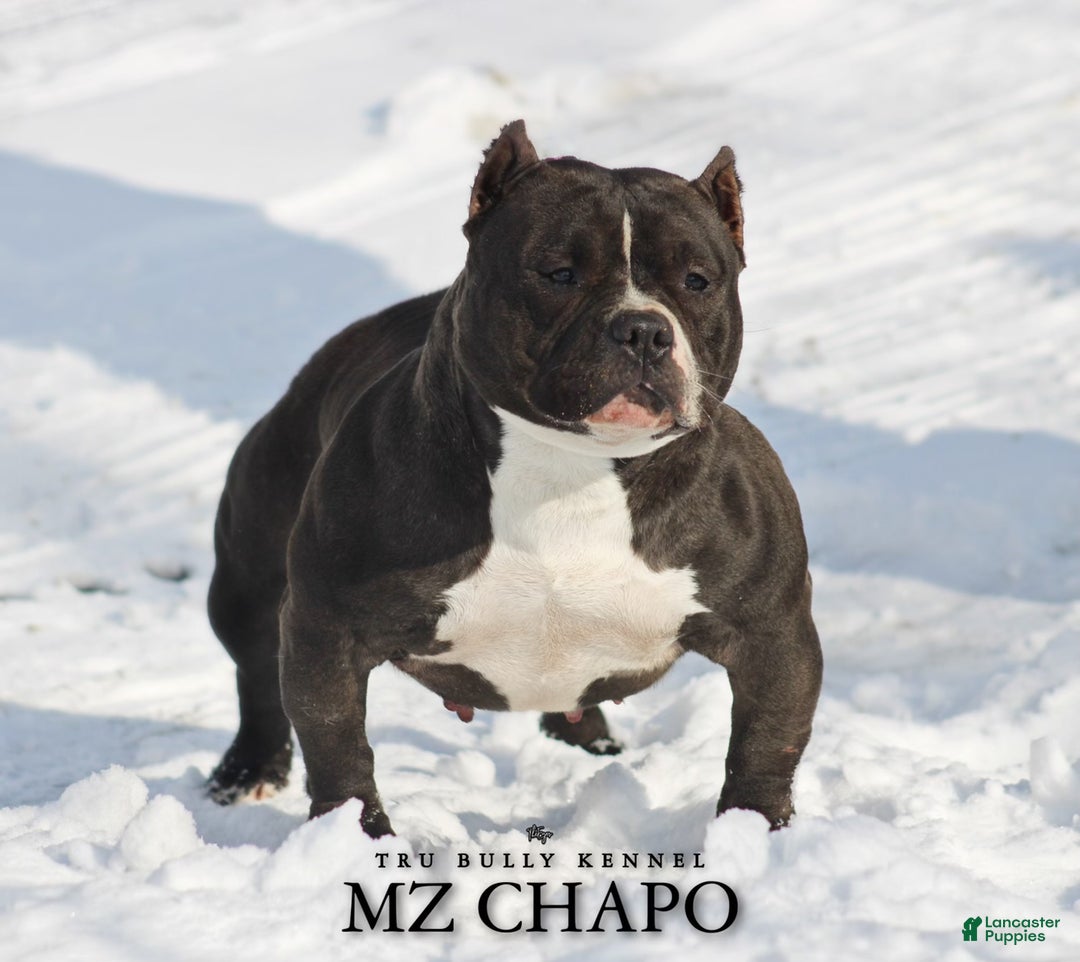 American Bully dogs for sale: COW PATCH BULLY  - Ad 2