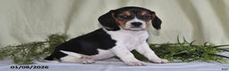 Beagle dogs for sale: Lexie - Ad 1