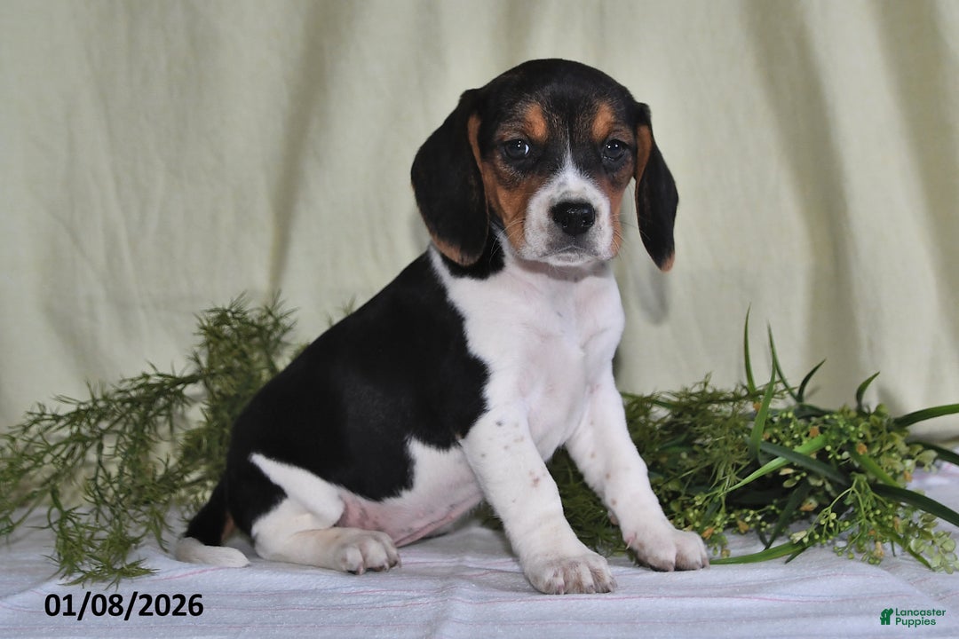Beagle dogs for sale: Lexie - Ad 1