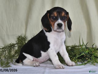 Beagle dogs Lexie - Ad 14