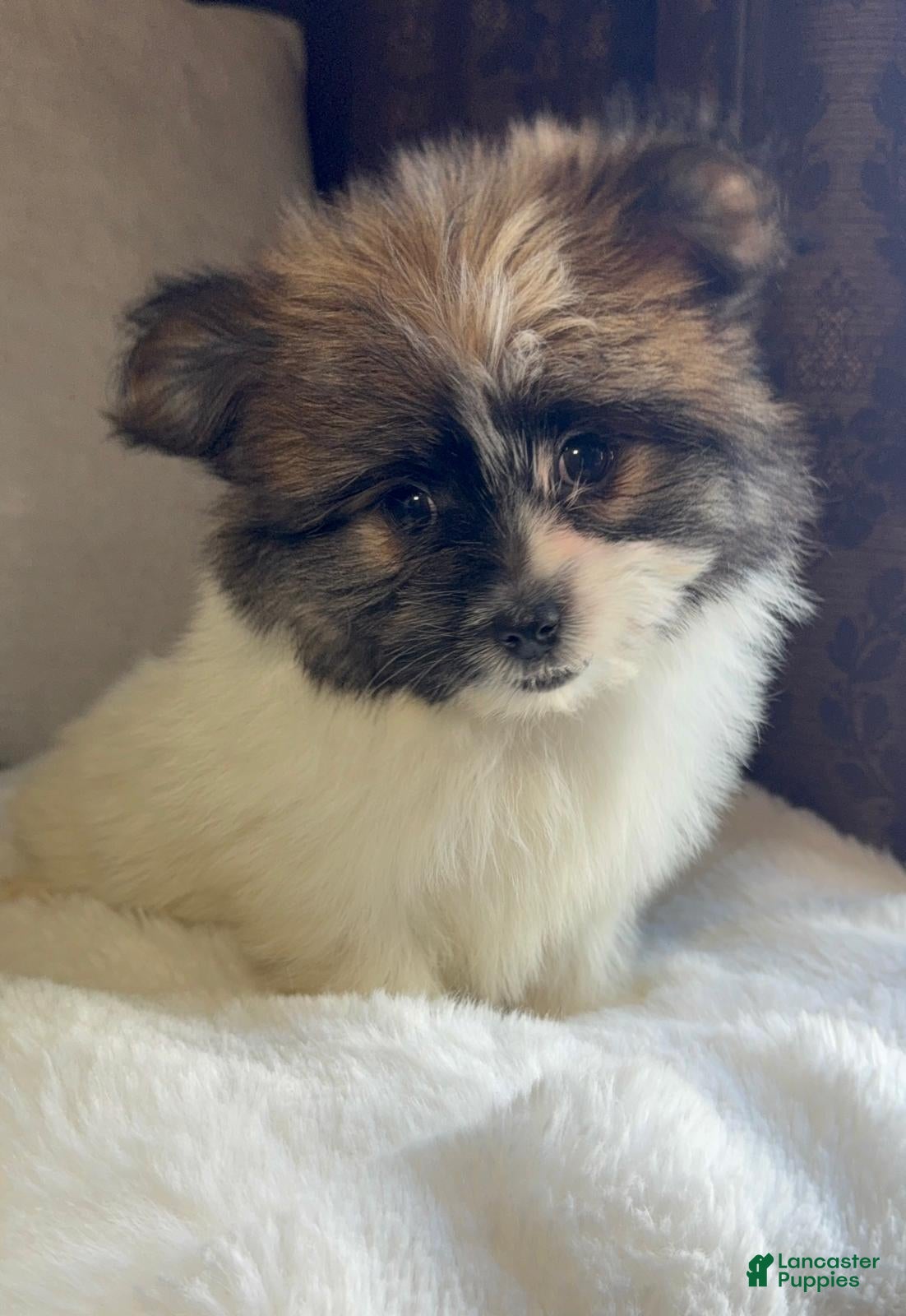 Mixed Breed dogs Designer Breed Yorkishire Terrier, Pomeranian Mix Puppy Female Daisy - Ad 12