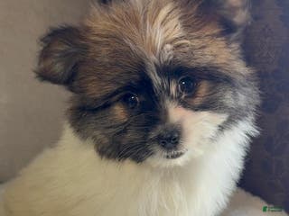 Mixed Breed dogs Designer Breed Yorkishire Terrier, Pomeranian Mix Puppy Female Daisy - Ad 12