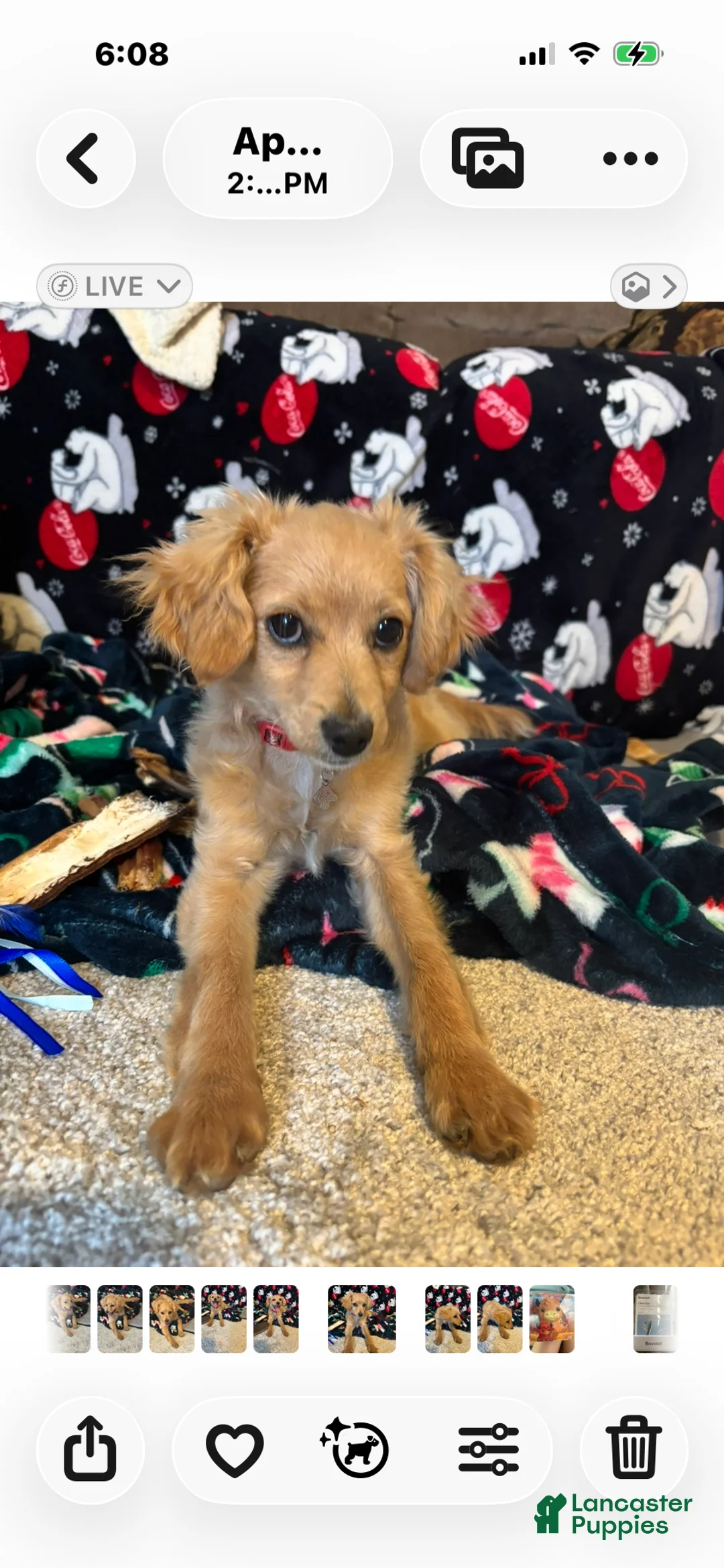 Bichpoo dogs for sale: Bichpoo Puppy 1 - Ad 2