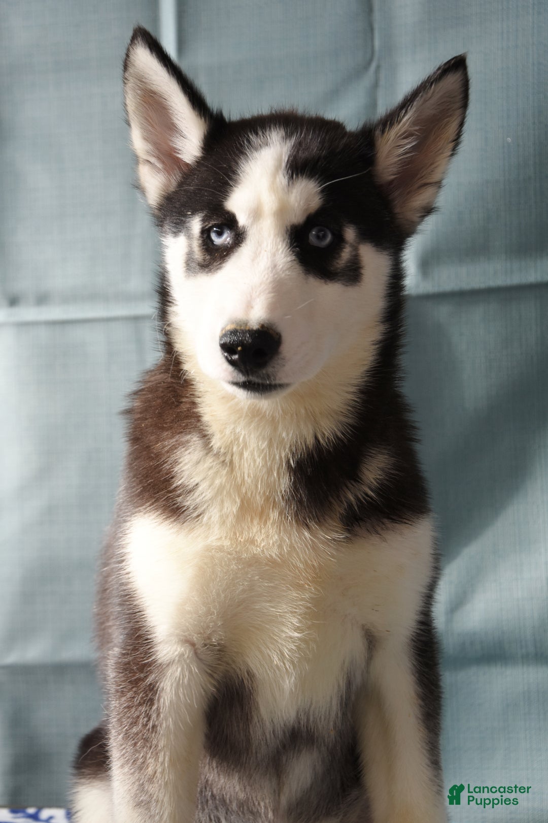 Siberian Husky dogs for sale: Arctic  - Ad 1