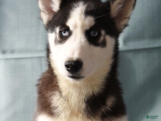 Siberian Husky dogs Arctic - Ad 3