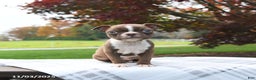 Boston Terrier dogs for sale: Pumpkin - Ad 2