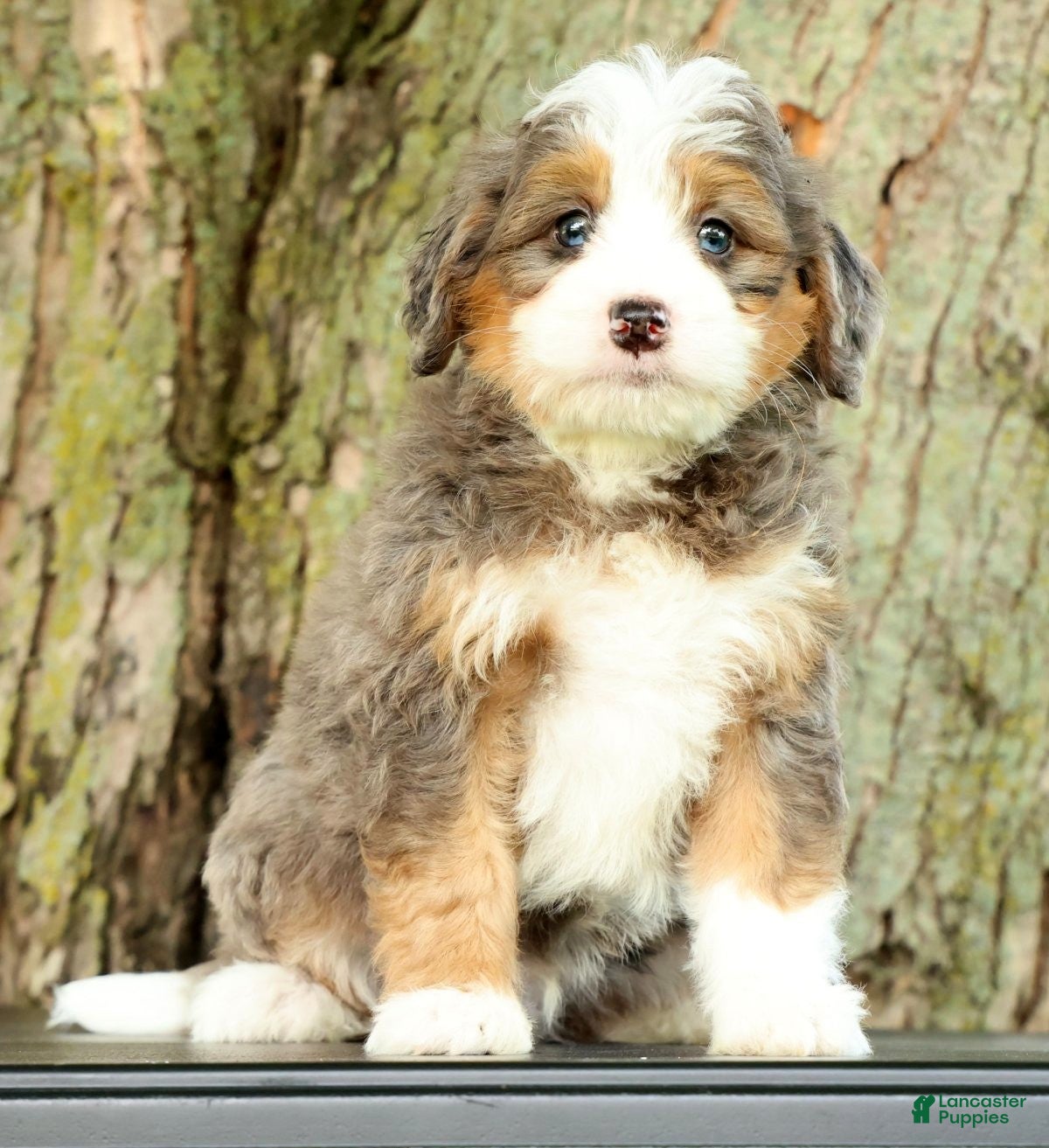 Mini Bernedoodle dogs Turbo - Ad 2