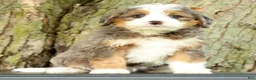 Mini Bernedoodle dogs for sale: Turbo - Ad 2