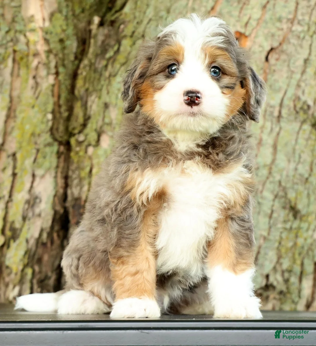 Mini Bernedoodle dogs for sale: Turbo - Ad 2