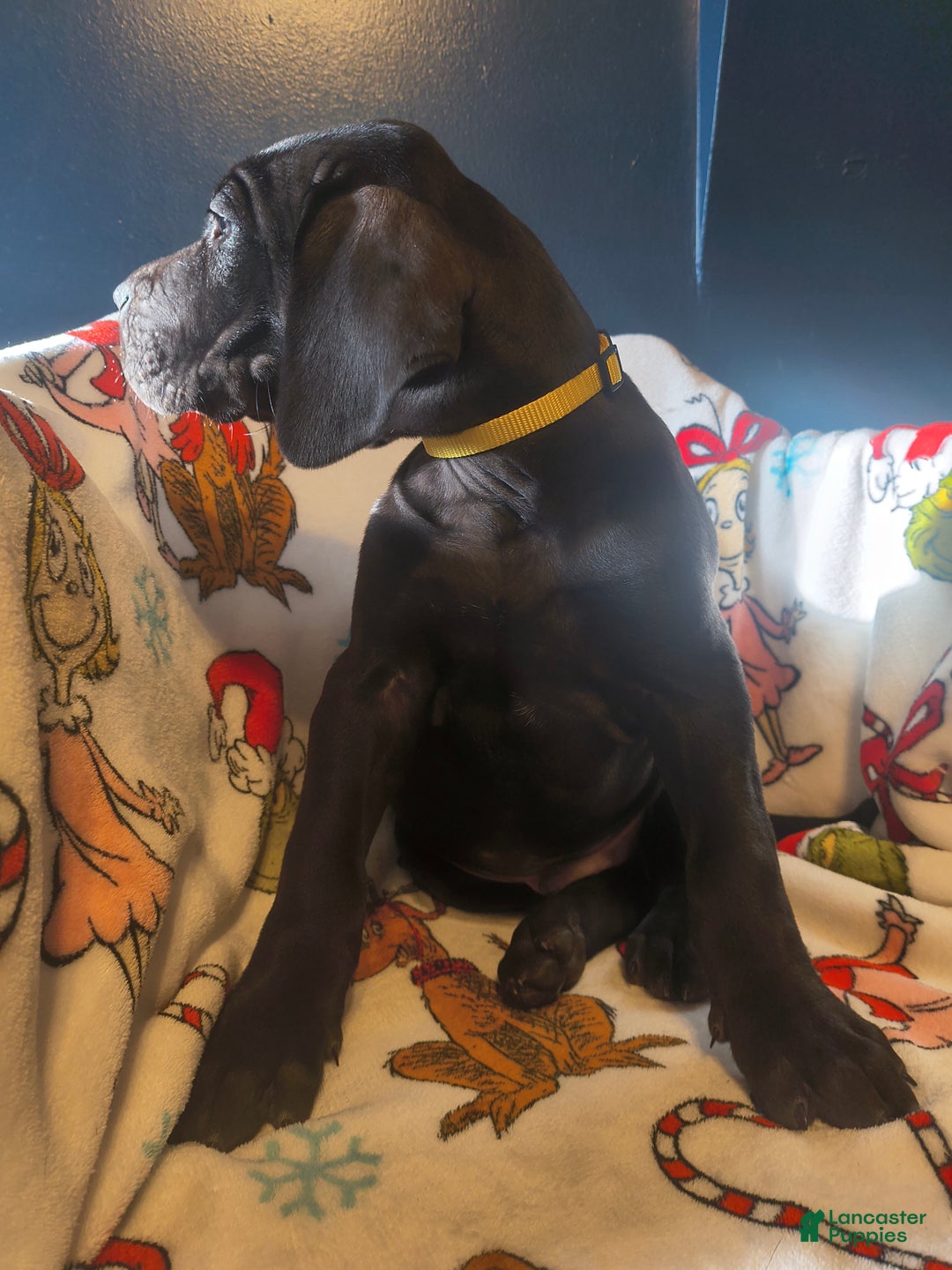 Great Dane dogs for sale: Havoc  - Ad 3