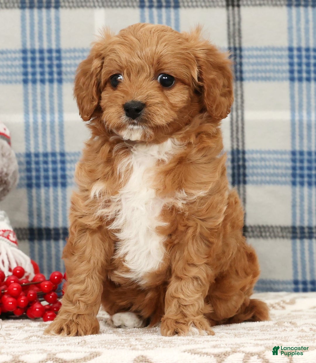 Cavapoo dogs for sale: Johnny - Ad 3
