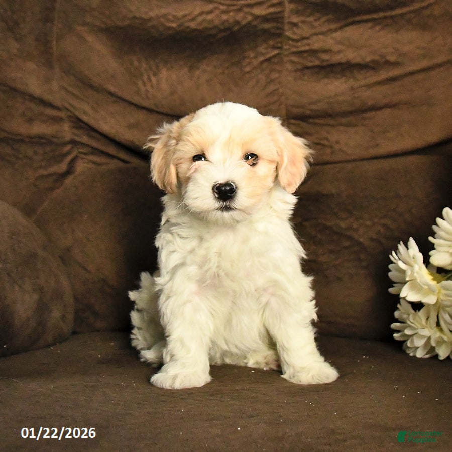 Maltipoo dogs Max - Ad 35