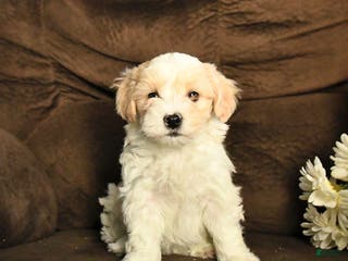 Maltipoo dogs Max - Ad 35