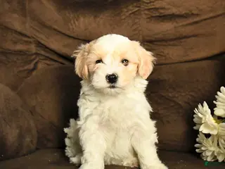 Maltipoo dogs Max - Ad 38