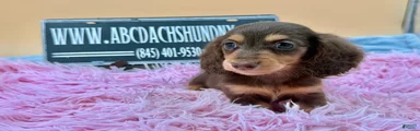 Miniature Dachshund Puppy 3