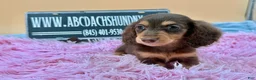 Miniature Dachshund dogs for sale: Miniature Dachshund Puppy 3 - Ad 1