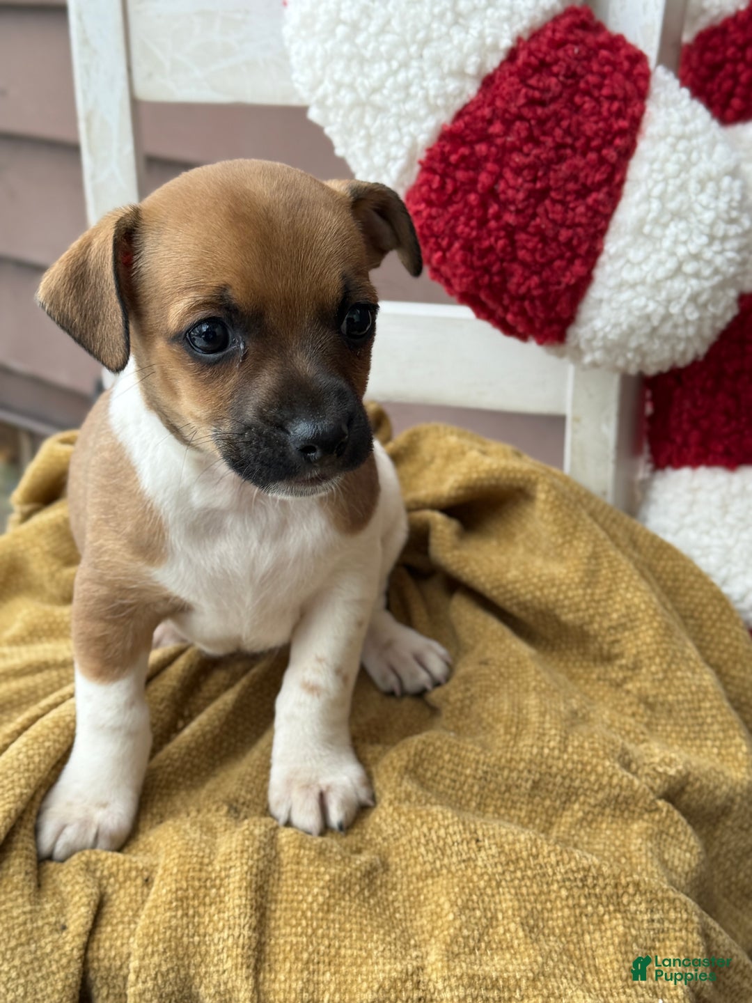 Jack Russell Terrier dogs for sale: Jack Frost - Ad 1