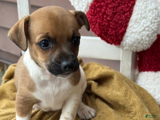 Jack Russell Terrier dogs Jack Frost - Ad 38