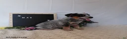 Australian Cattle Dog dogs for sale: Max - Ad 4