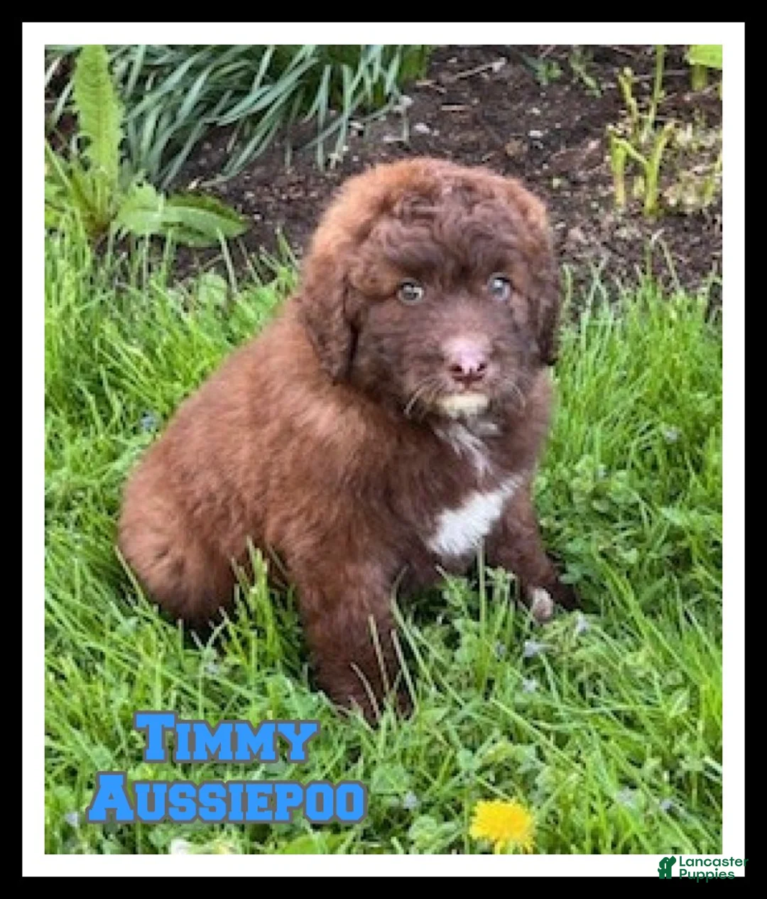 Aussiedoodle dogs for sale: Timmy - Ad 1