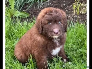 Aussiedoodle dogs for sale: Timmy - Ad 4