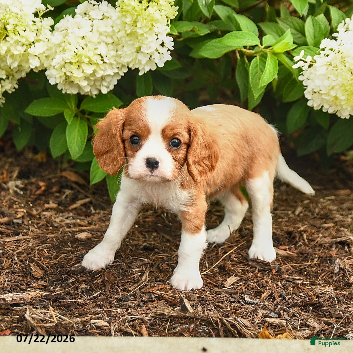 Cavalier King Charles Spaniel dogs Chocolate Swirl - Ad 2