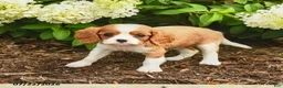 Cavalier King Charles Spaniel dogs for sale: Chocolate Swirl - Ad 2